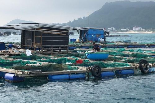 Cá bớp nuôi lồng bè thiệt hại nặng, đặt ra yêu cầu xử lý môi trường khẩn cấp