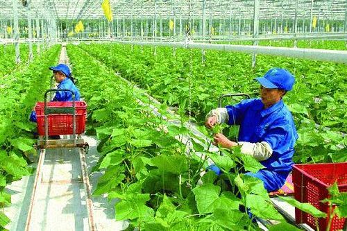 Tiêu chí chọn 1000 doanh nghiệp tiên phong