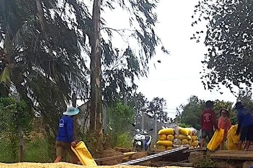 Chính sách tạm trữ lúa... chậm nhịp