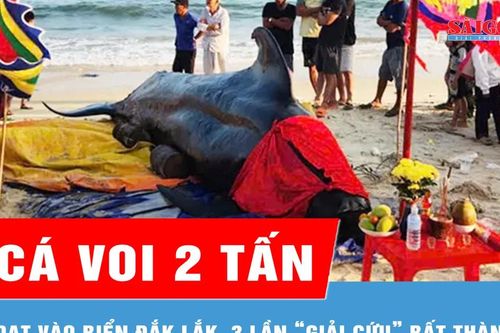 Cá voi 2 tấn dạt vào biển Đắk Lắk, 3 lần 'giải cứu' bất thành