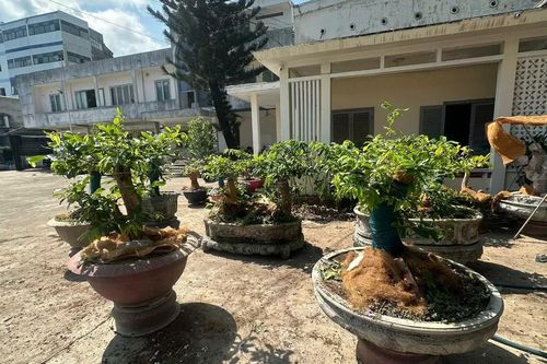 Báo cáo vụ tàng trữ 42 gốc mai vàng không có hồ sơ hợp pháp