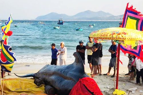 Cá voi 2 tấn dạt vào biển Đắk Lắk, 3 lần 'giải cứu' bất thành