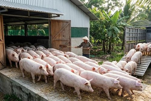 Giá heo hơi hôm nay 10/4: Giá đi ngang sau chuỗi biến động