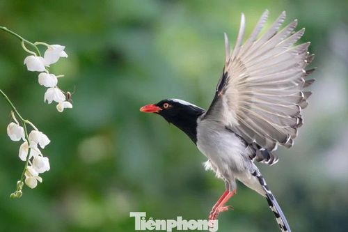 Chim hoang dã về phố làm tổ, dạn dĩ 'dạo vỉa hè' Hà Nội