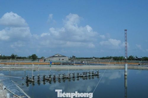 Khơi thông thủ tục chứng nhận cho tôm nguyên liệu xuất khẩu