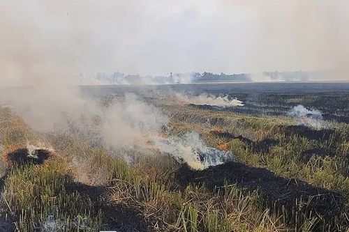 Tử vong do ngạt khói khi đốt rơm rạ ngoài đồng