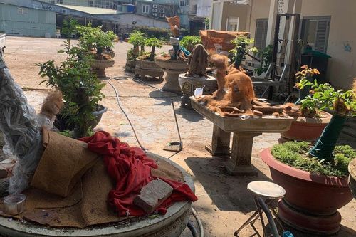 Chủ nhân 42 cây mai vàng ở Côn Đảo lần đầu lên tiếng về quyết định tịch thu cây