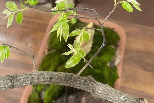 Kiểm lâm Thanh Hóa đưa ra phương án xử lý tang vật cây muội hồng