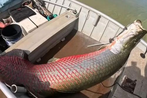 Ngư dân câu được con cá khổng lồ nặng 160 kg trên sông