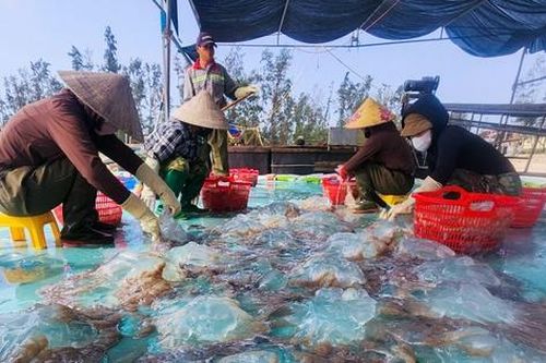 Lột xác cho loài nổi trên mặt biển, hướng ra thị trường quốc tế thành 'vàng trắng' của ngư dân