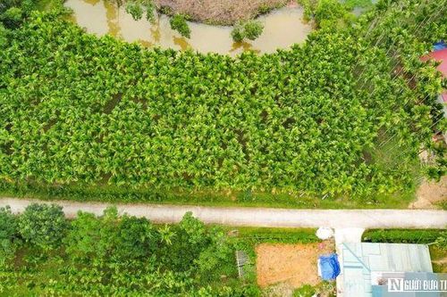 Trồng dược liệu trên thân cau, lão nông Thanh Hóa mở hướng làm kinh tế mới