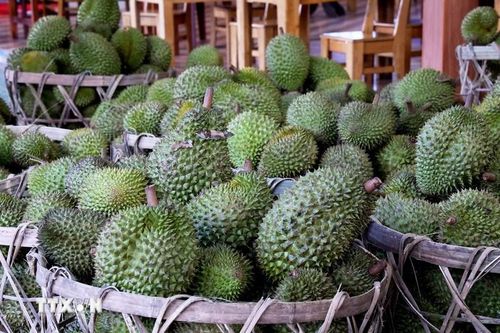 Đồng Tháp: Sầu riêng, mít xuất khẩu 'nghẹt thở' vì điểm nghẽn kiểm nghiệm