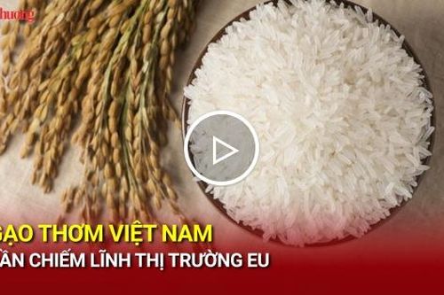Gạo thơm Việt Nam dần chiếm lĩnh thị trường EU