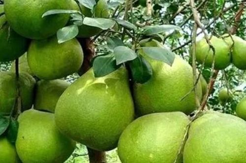 Trái bưởi Việt Nam chính thức được mở cửa vào thị trường Australia