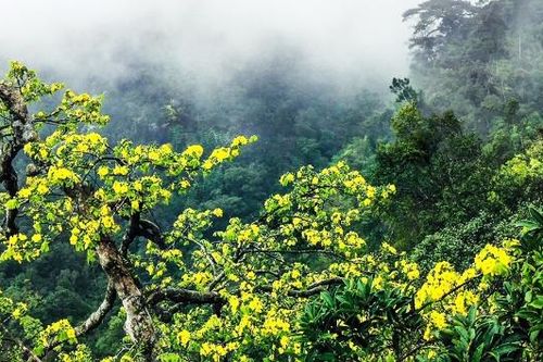 Rực rỡ sắc vàng trên đỉnh thiêng Yên Tử