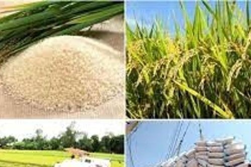 Giá gạo xuất khẩu châu Á tăng nhẹ phiên 10/04/2026 do chi phí đầu vào và tỷ giá