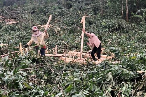 Gia Lai: Giá gỗ nguyên liệu tăng nhưng lợi nhuận từ trồng rừng không cao
