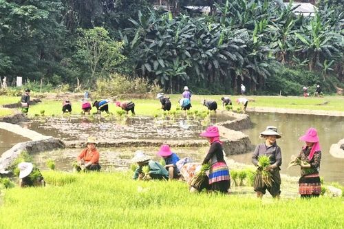 Mùa gieo hi vọng ở thung lũng Nà Lặc