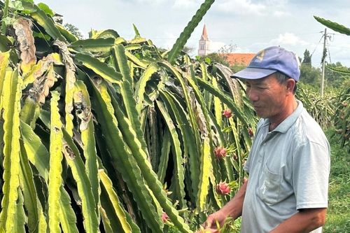Tìm hướng chuyển đổi cây thanh long già cỗi