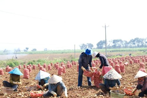 Khoai tây liên kết vào vụ, nông dân Đơn Dương phấn khởi