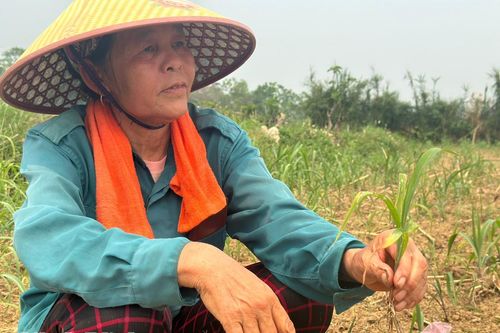 Nỗi lo từ những cánh đồng 'chờ mưa'