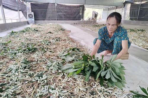 Phát triển kinh tế từ mô hình nuôi tằm
