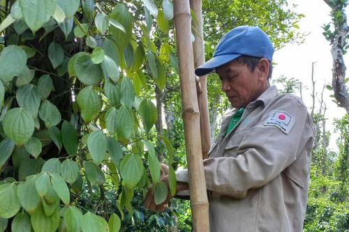 Hội Cựu chiến binh xã Cam Lộ: Điểm tựa giúp hội viên giảm nghèo bền vững