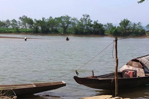 Mùa cào chần chần ở Phú Ninh