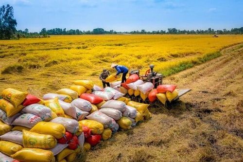 Gạo Việt 2026: Tăng trưởng sản lượng nhưng lợi nhuận co hẹp giữa vòng xoáy chi phí