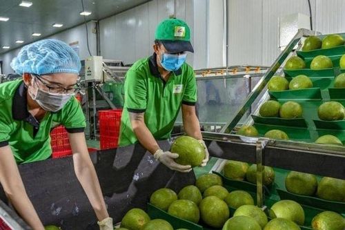 Hoàn tất thủ tục, bưởi Việt sẵn sàng chinh phục thị trường Australia
