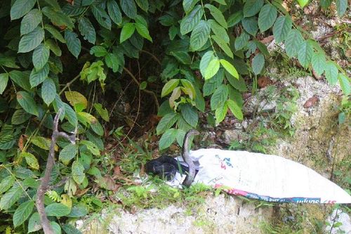 Phát hiện rắn hổ mang chúa dài 2,6m bò vào nhà, người đàn ông có hành động bất ngờ
