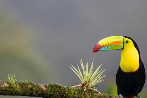 Số lượng chim nhiệt đới giảm mạnh do nắng nóng cực đoan