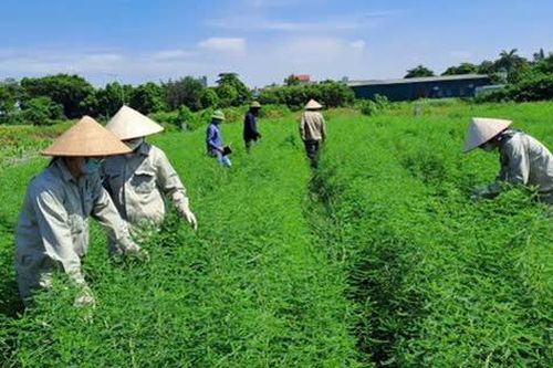 Bảo tồn nguồn gen dược liệu Việt: 'Chìa khóa vàng' cho phát triển bền vững ngành dược