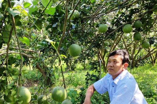 Việt Nam chuẩn bị xuất khẩu lô bưởi đầu tiên vào thị trường Australia