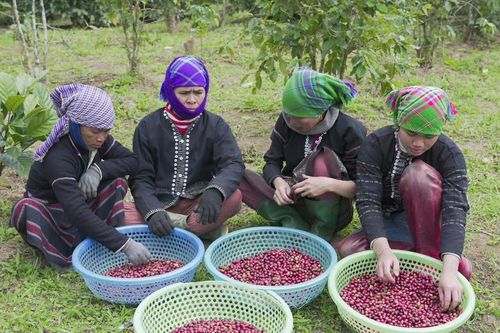 Quảng Trị: Phát triển bền vững văn hóa cà phê Khe Sanh