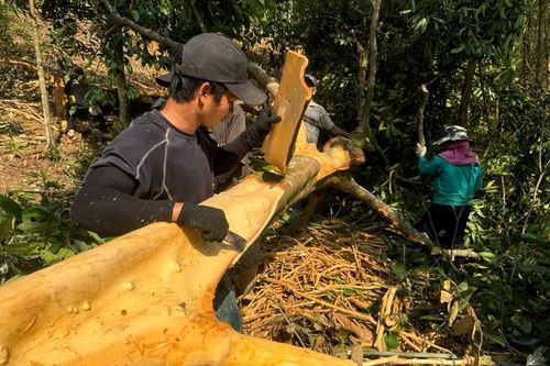 Hương quế và ký ức của người Co nơi núi rừng Quảng Ngãi