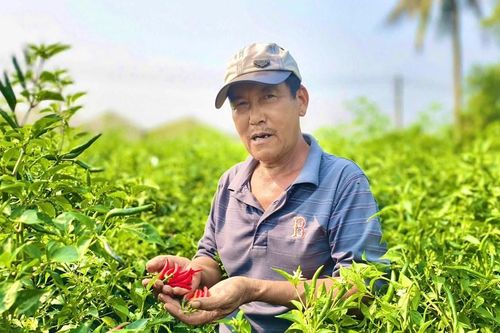 Ớt rớt giá, nông dân Quảng Ngãi 'được mùa, trắng tay'