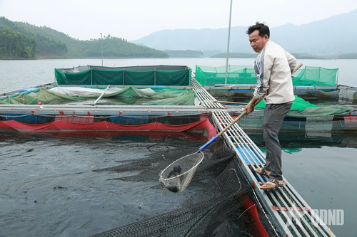 Khai thác lợi thế mặt nước để nuôi cá lồng ở Lào Cai