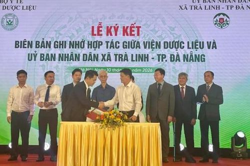 Viện Dược liệu và xã Trà Linh hợp tác nghiên cứu, bảo tồn và phát triển dược liệu