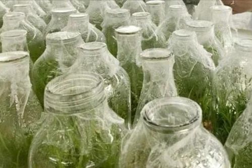 Gần 1.000 nguồn gene dược liệu đặc hữu, quý hiếm được lưu giữ