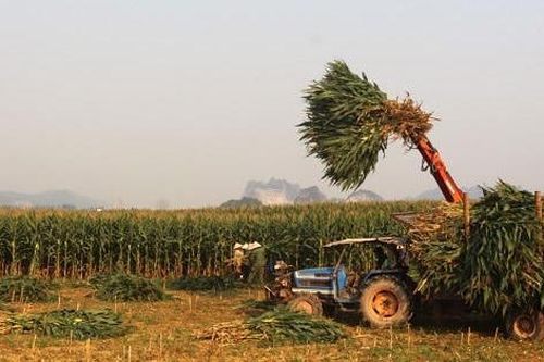 Bán cả cây thay vì lấy hạt: Cách làm mới giúp nông dân Quảng Trị tăng giá trị cây ngô