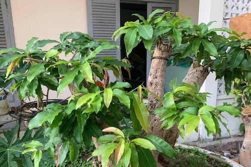 Diễn biến mới vụ tịch thu 42 gốc mai vàng gây xôn xao dư luận ở Côn Đảo