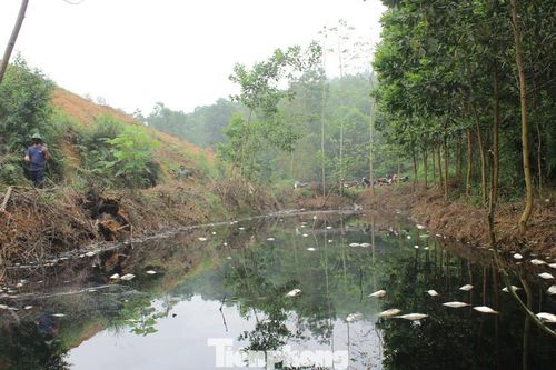 Cá chết trắng, bốc mùi hôi thối trên kênh nước đen kịt cạnh khu xử lý thải ở Phú Thọ