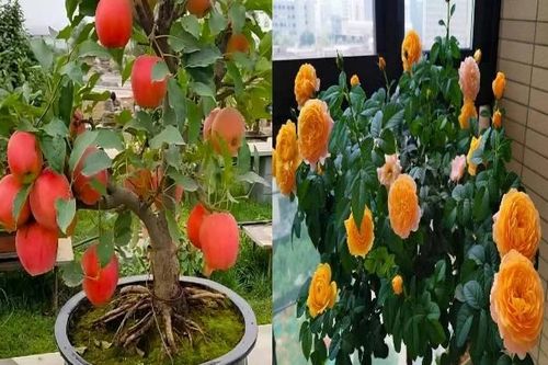 Truy tìm bị hại trong vụ án Lừa đảo chiếm đoạt tài sản thông qua hình thức mua bán cây cảnh giá rẻ