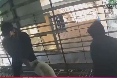 Tạm giữ nhóm thiếu niên trộm 3 con cừu của người dân