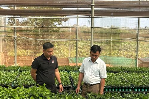 Gia Lai chuyển đổi hơn 5.000 ha sang trồng cây có giá trị cao
