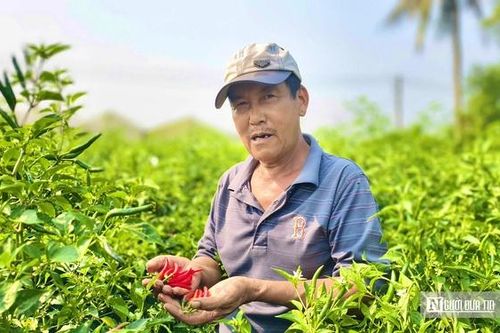 Được mùa mất giá, người trồng ớt Quảng Ngãi 'ngồi trên lửa'