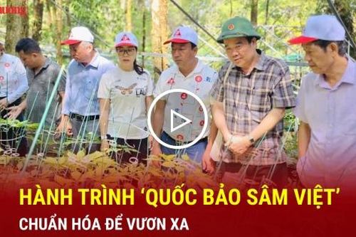 Hành trình 'quốc bảo sâm Việt': Chuẩn hóa để vươn xa