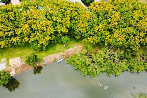 Chờ 'bữa tiệc' cùng sưa
