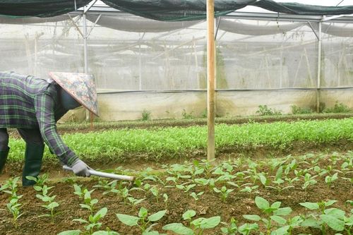 Đưa công nghệ mới vào sản xuất nông nghiệp